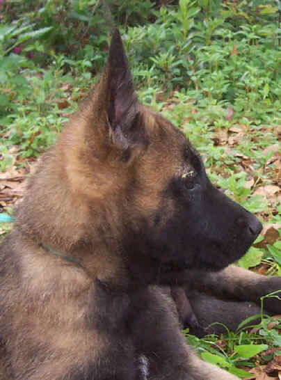 falco8wks.jpg (30674 bytes)