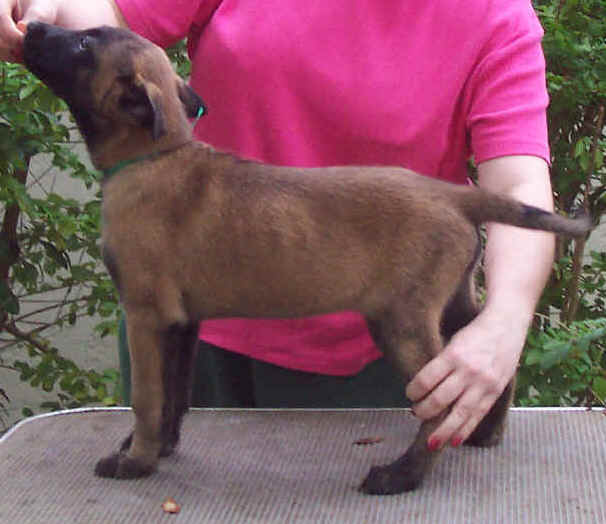 falco9wks.jpg (30936 bytes)
