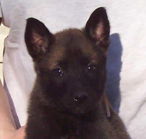 goldmale7wk.jpg (16044 bytes)