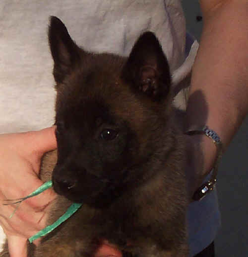 greenfemale7wks.jpg (17237 bytes)