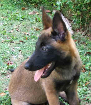leah12wks.jpg (17544 bytes)