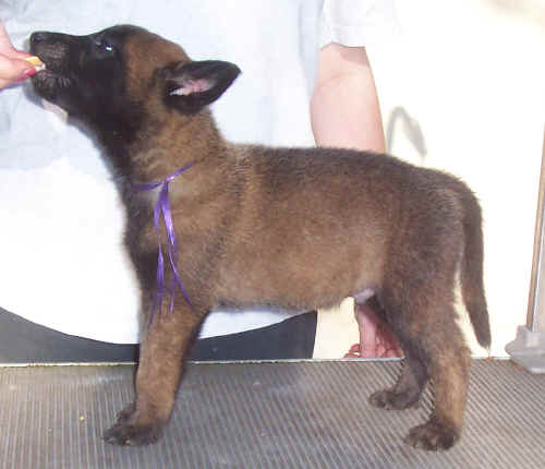 purplemale7wk2.jpg (19296 bytes)