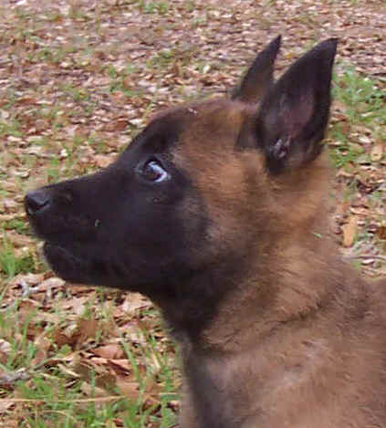raider8wks.jpg (26983 bytes)
