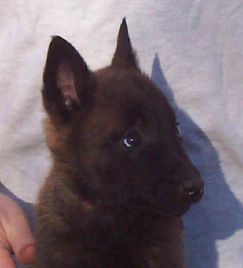 redfemale7wk.jpg (16839 bytes)