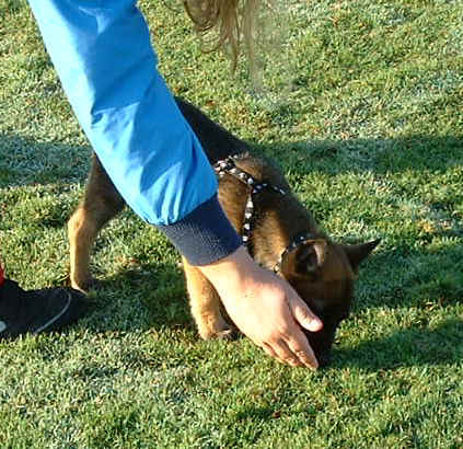 roguetrack9wks.jpg (355836 bytes)