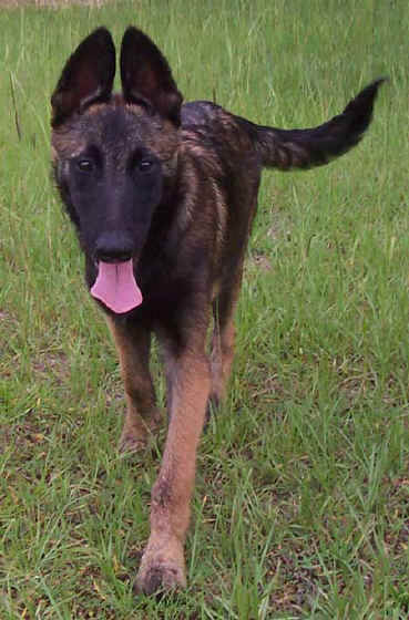 trooper5mths.jpg (60024 bytes)