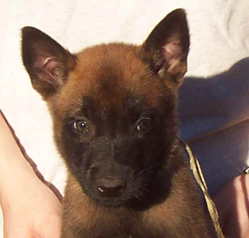 yellowmale7wks.jpg (19118 bytes)