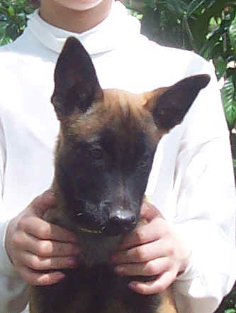yoda12wk4.jpg (14300 bytes)