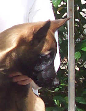 yoda12wks3.jpg (12890 bytes)
