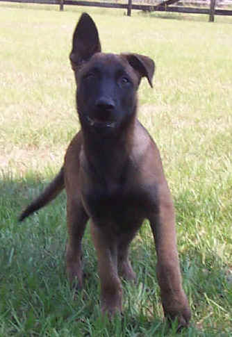 yoda14wks2.jpg (23217 bytes)