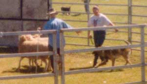 stets_herd2.jpg (13848 bytes)