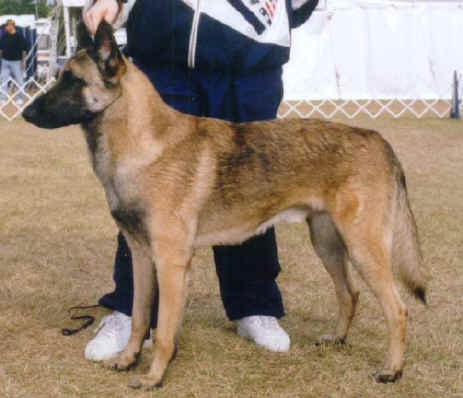 stetsbowbosmjbrk.jpg (20558 bytes)