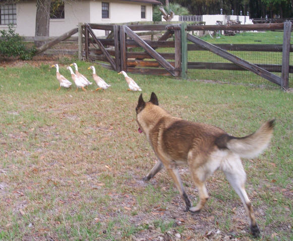 this is the way we move our ducks, move our ducks, move our ducks...