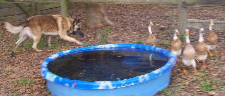 and away we go! Get along lil' duckies!