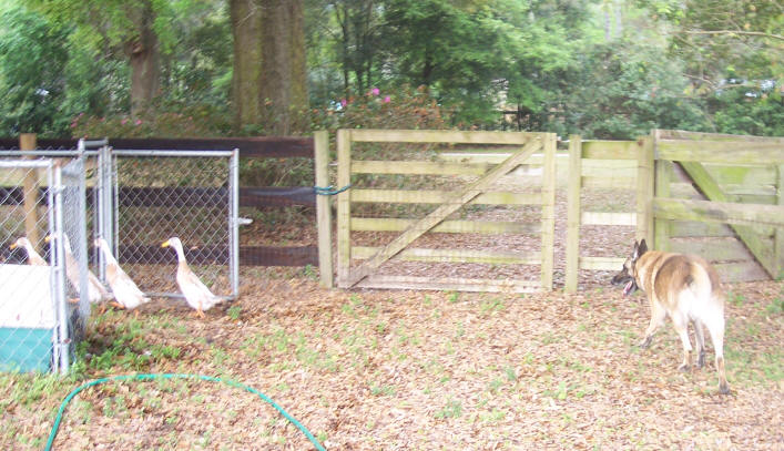 and away they go! 5 ducks locked up. That'll do Stets!