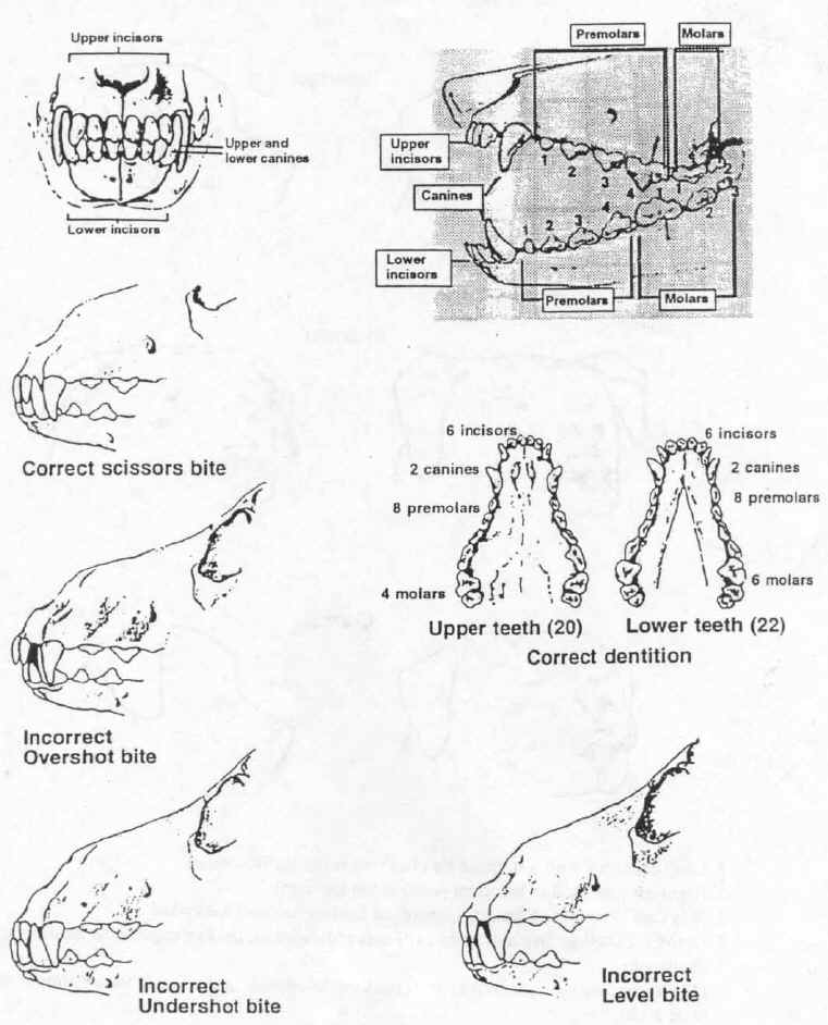 teeth.jpg (108407 bytes)