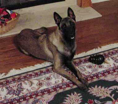 duke1year2.jpg (25090 bytes)