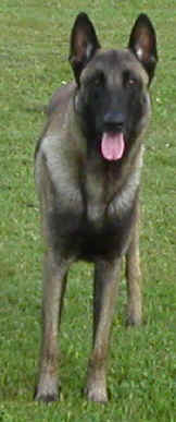 duke2yrs3.jpg (892919 bytes)