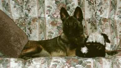 kaytee_couch.jpg (14457 bytes)