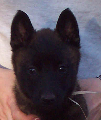 goldmale7wk.jpg (13948 bytes)