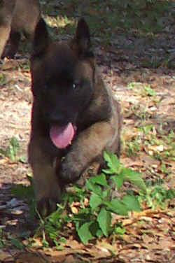 goldmale8wks.jpg (15721 bytes)