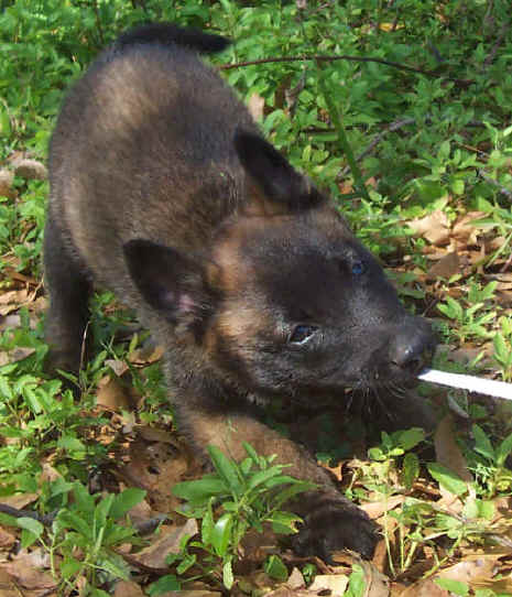 goldmale8wks2.jpg (41531 bytes)