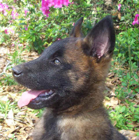 logan8wks2.jpg (39264 bytes)