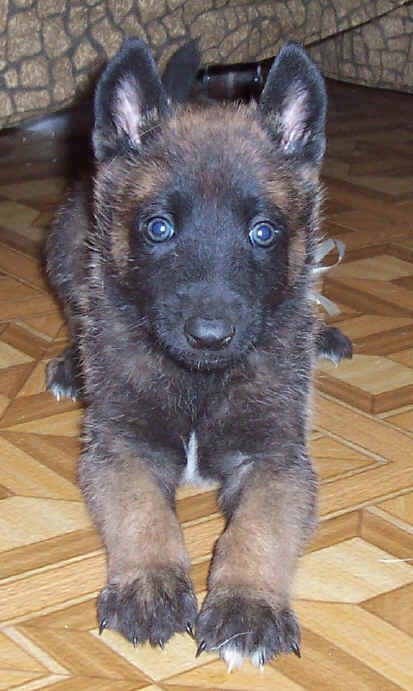 ltbluemale5wks5.jpg (36696 bytes)