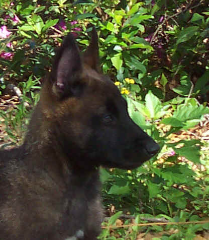 ltbluemale8wks.jpg (32003 bytes)