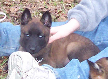 peachfemale6wks.jpg (19605 bytes)