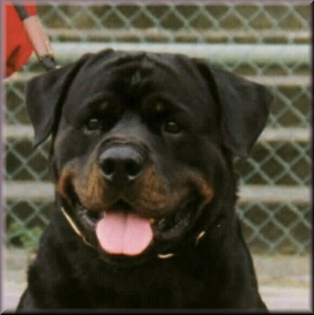 Sam-head-2.jpg (29778 bytes)