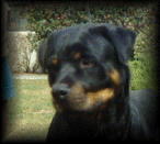 bandit.gif (17037 bytes)