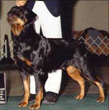 blitzen.jpg (16602 bytes)