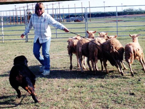 Jewlherd.jpg (51788 bytes)