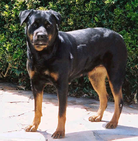 electra6yrs.jpg (1435737 bytes)