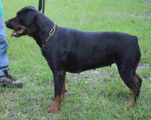 electra2yrs.jpg (13179 bytes)