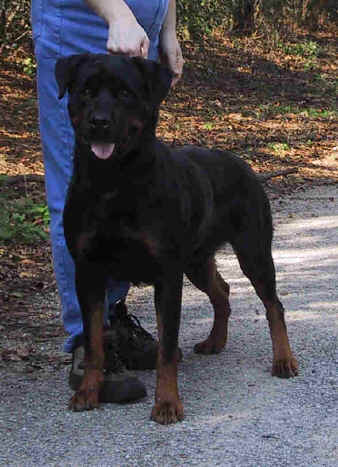 electrast.jpg (40892 bytes)