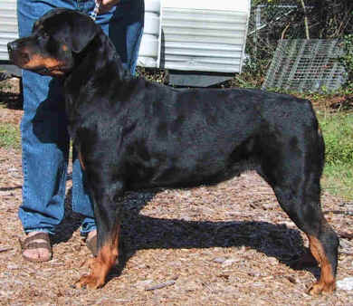 jewl1.jpg (23304 bytes)