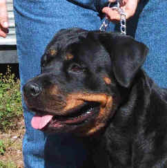 jewl_head2.jpg (24132 bytes)