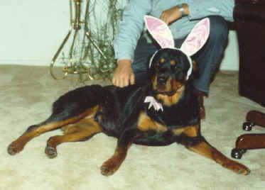 chassis_bunny.jpg (46627 bytes)