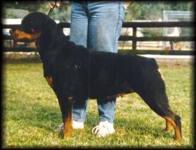 chassisst.jpg (26145 bytes)