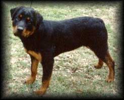 chieslee.jpg (17088 bytes)