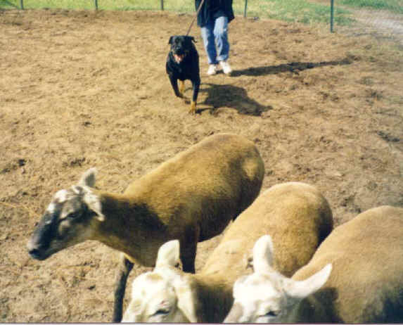 classy_herd3.jpg (66452 bytes)