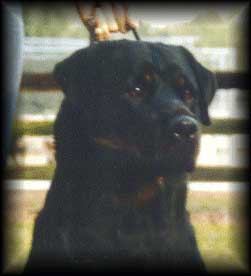 classyhd.jpg (13615 bytes)