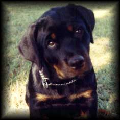 classypup.jpg (15721 bytes)