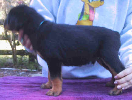 blueboy8wk2.jpg (44356 bytes)