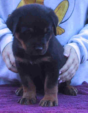 blueboy8wk6.jpg (21881 bytes)