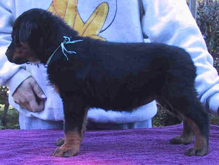 bluegirl8wk2.jpg (36390 bytes)