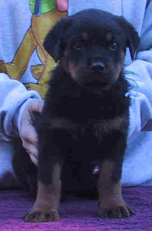 bluegirl8wk3.jpg (14416 bytes)