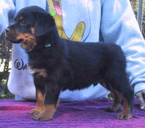 greenboy8wk.jpg (43625 bytes)